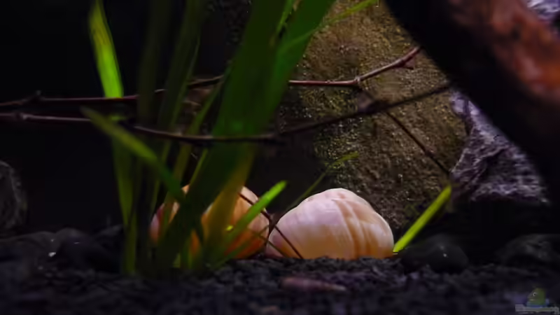 Schneckenhäuschen von Chris_R. (24)