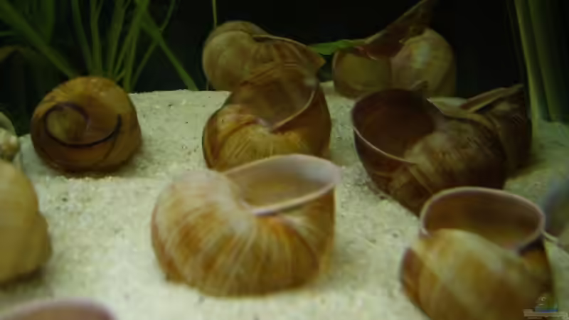 Schneckenhäuser ;) von Jenny (14)