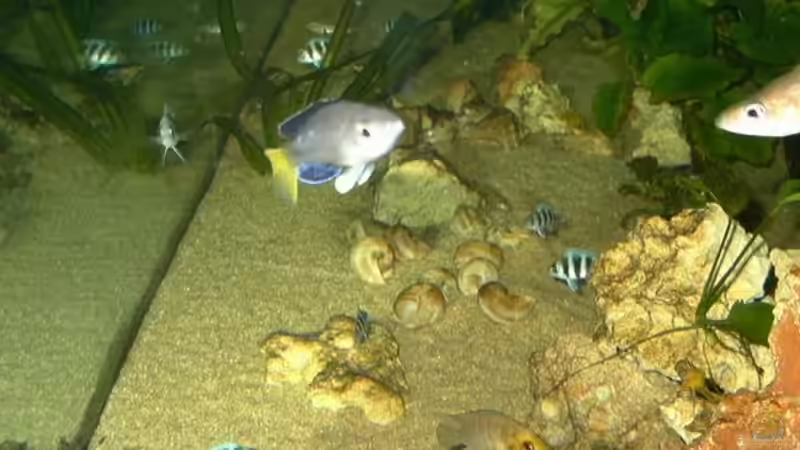 Schneckenhäuser am Boden verteilt von Thomas Kowollik (8)