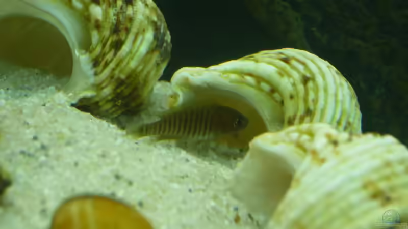 Schneckenhäuser mit der N. multifasciatus Dame von aqua fuchs (3)