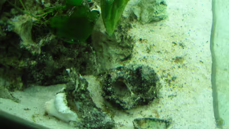 Schneckenhäuser von Benjamin Heinemeyer (6)