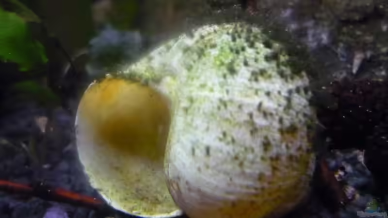 Schneckenhäuser von Chris_R. (17)