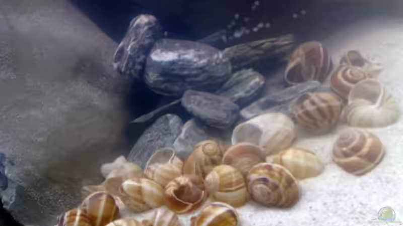 Schneckenhäuser von Chris_R. (18)