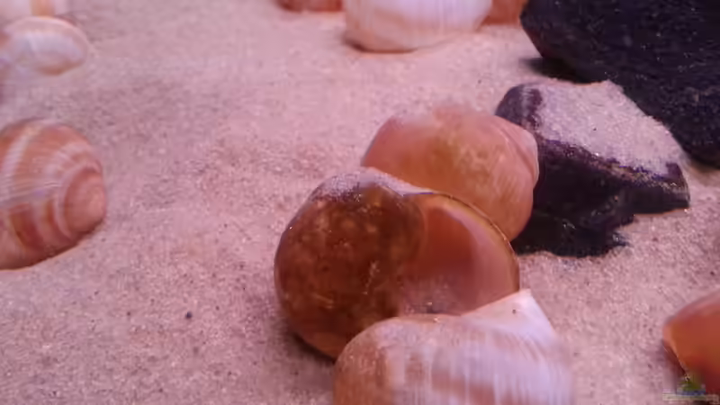 Schneckenhäuser von Daniel Kastner (10)