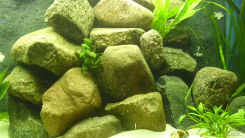 Schneckenhäuser von deBouwer (18)