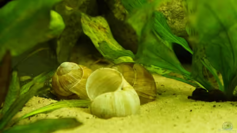 Schneckenhäuser von Fäbi_CH (18)