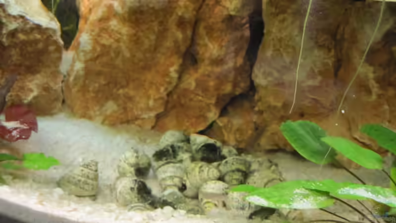 Schneckenhäuser von Fischfrau (15)