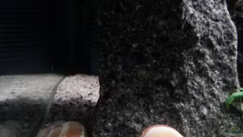 Schneckenhäuser von junger Aquarianer (29)