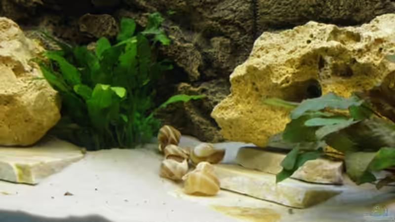 Schneckenhäuser von Klaus Lange (5)