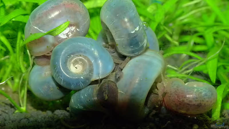 Schneckenhaufen von Helmut Kreutmayer (10)