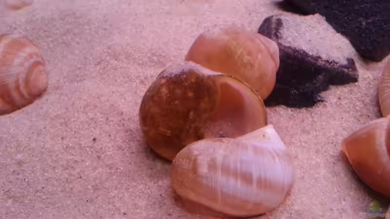 Schneckenhaus setzt bereits Algen an von Daniel Kastner (5)