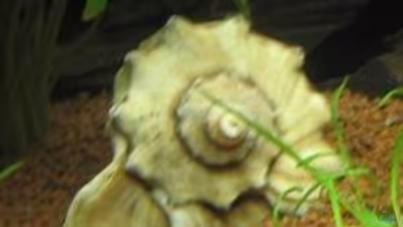 Schneckenhaus von gestresster (Sven) (12)