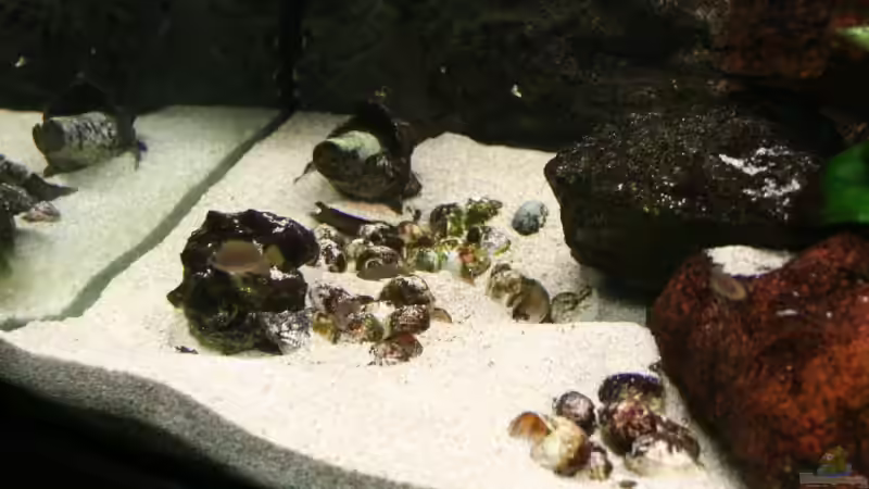 Schneckenhauslandschaft von Katrin Rätz (5)