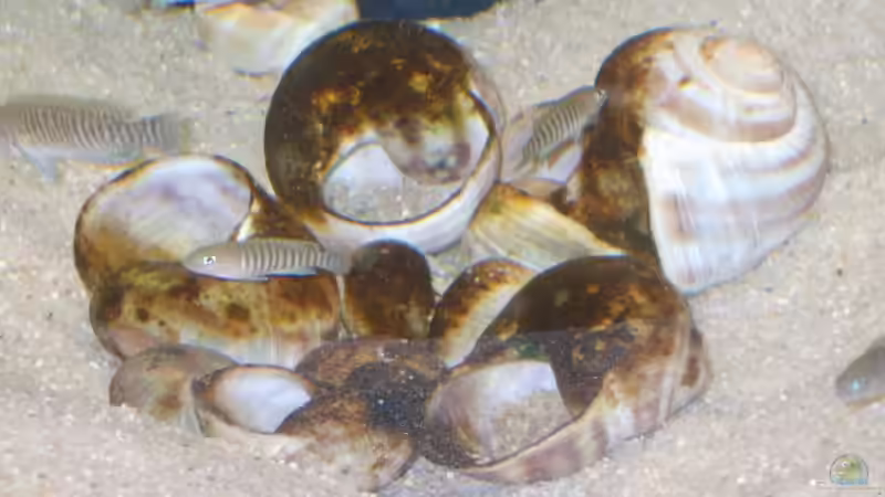 Schneckenhaussiedlung von Matthias Söldner (7)