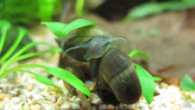 Schneckenknäuel auf Hikari Mini Algae Futtertablette! von Aquilegia (18)