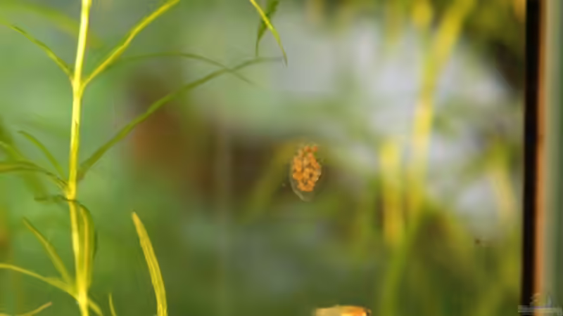 Schneckenlaich und Guppy-Junges von Yusui (6)