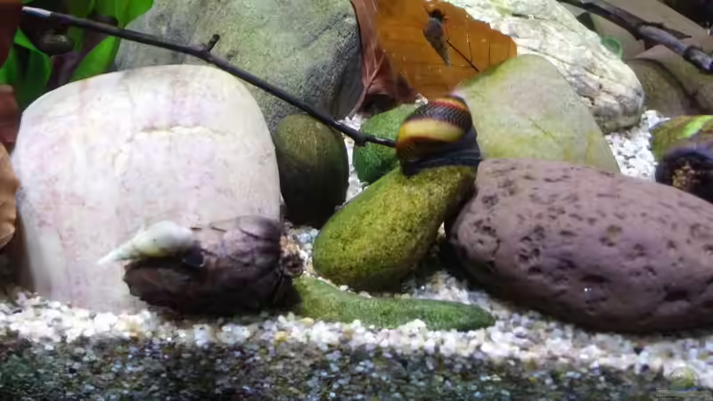 Schneckenrennen.... von Miss Kasimir (31)