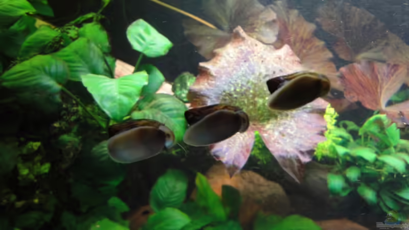 Schneckenrennen 23.2.12 von Heiko Stracke (79)