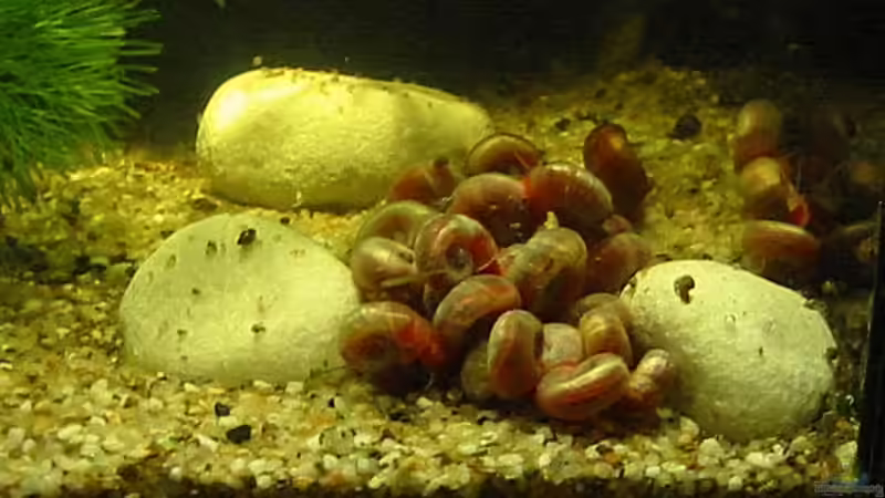 Schneckensalat ;-))) von Christina Studt (13)