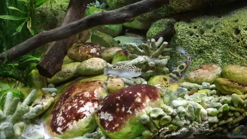 Schneckensuche, jeder Tag wie Ostern!  von Bermuda 3eck (44)