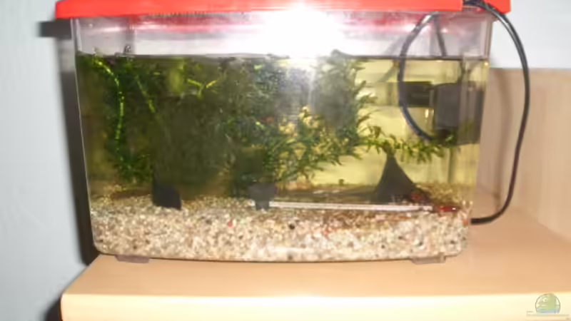 schneckenzucht für den kugelfisch von Andre Schumacher (27)