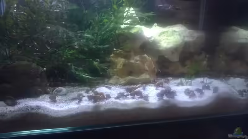 Schneckenzucht im Fluval Edge von schuemic (27)