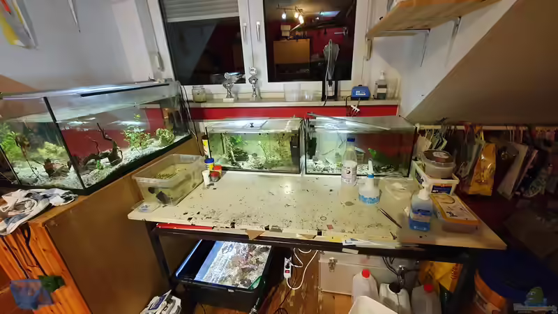 Schneckenzucht von Benkolo (10)