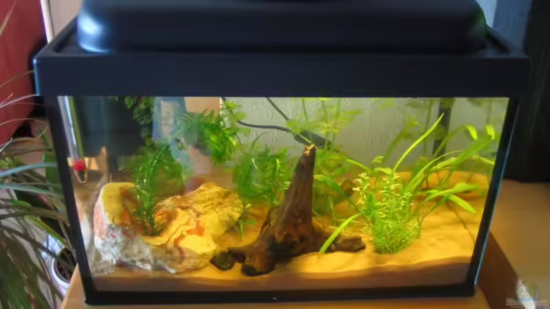 Schneckenzucht23.05.08 von Ron Schäpe