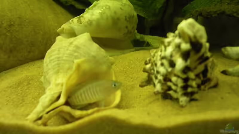 SCHNECKIS MIT WOHNUNG von Bazzi (27)