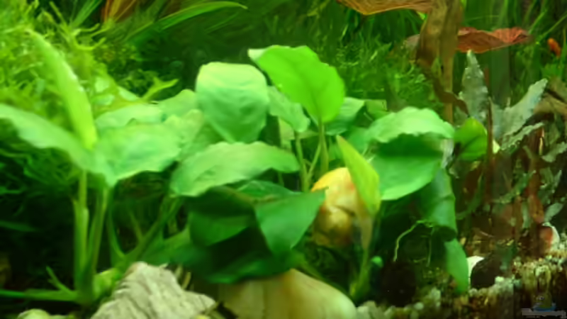 Schneckliches....... von Herzilein (40)