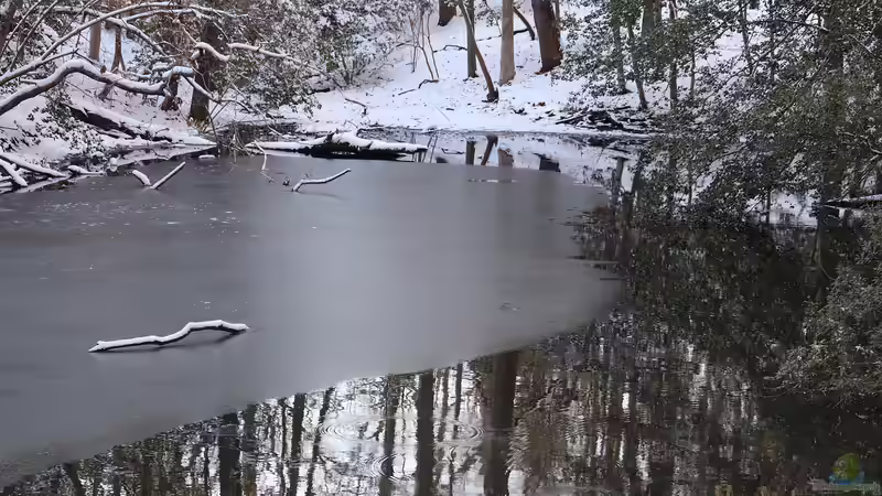 Schnee auf dem Gartenteich: Muss die Eisfläche freigeräumt werden?