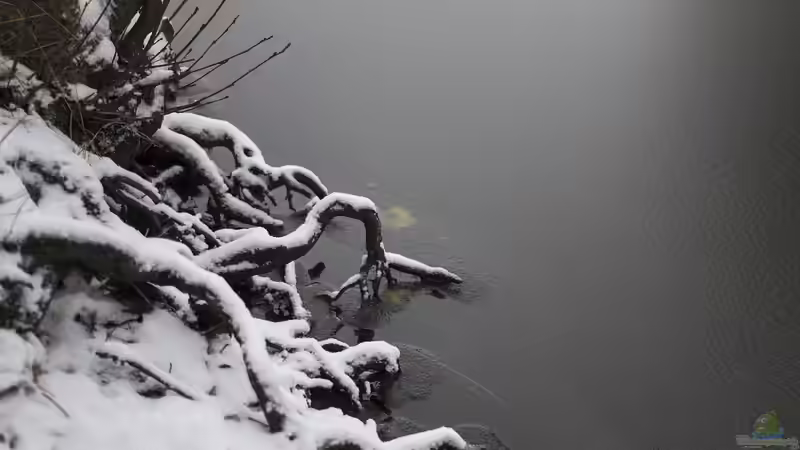 Schnee auf dem Gartenteich: Muss die Eisfläche freigeräumt werden?