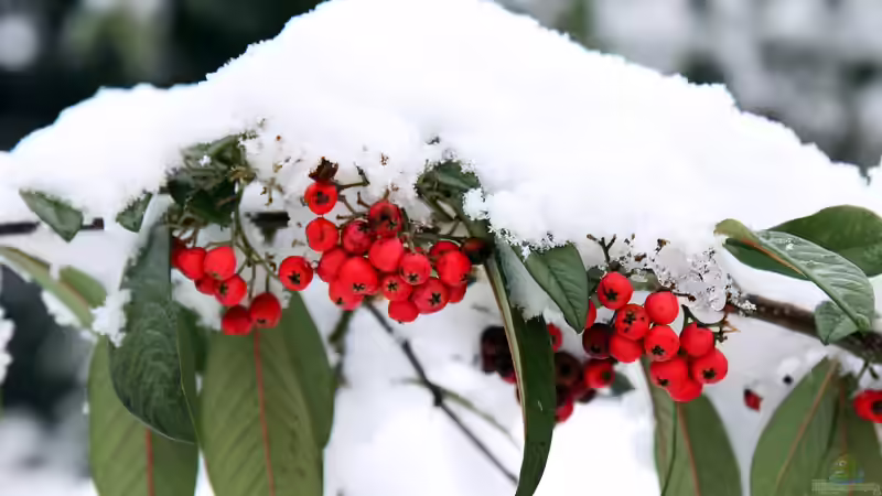 Schneebruch im Garten - Ursachen, Schäden, Vorbeugung und richtige Maßnahmen