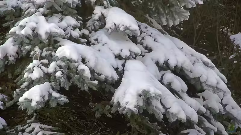 Schneebruch im Garten - Ursachen, Schäden, Vorbeugung und richtige Maßnahmen