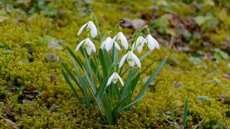 Schneeglöckchen: Giftiges Frühlingserwachen