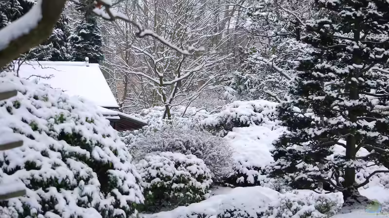 Schneeschmelze im Garten - Chancen, Risiken und richtiges Handeln