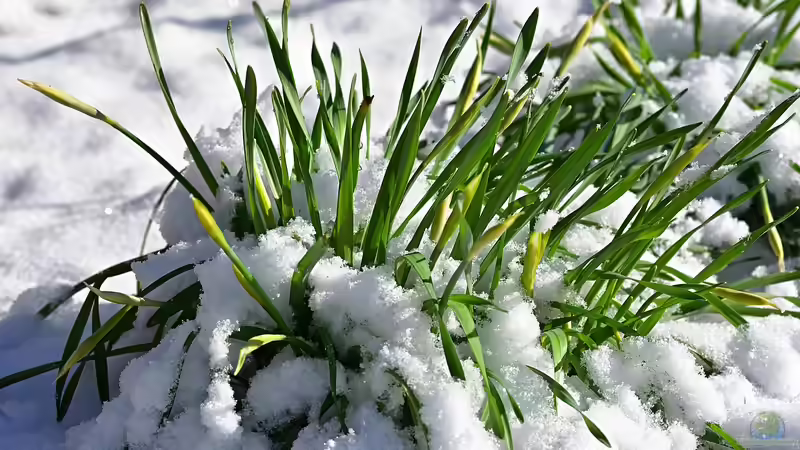 Schneeschmelze im Garten - Chancen, Risiken und richtiges Handeln