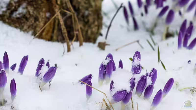 Schneeschmelze im Garten - Chancen, Risiken und richtiges Handeln