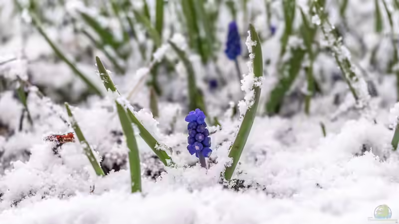 Schneeschmelze im Garten - Chancen, Risiken und richtiges Handeln