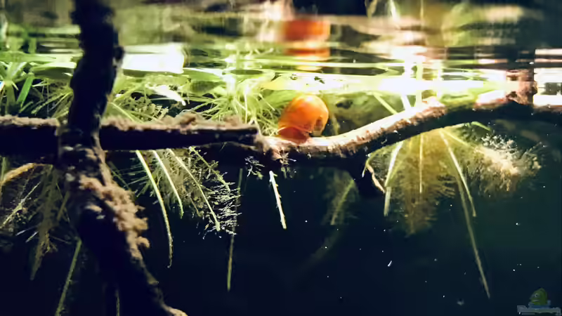 Schnegge von NaMo (23)