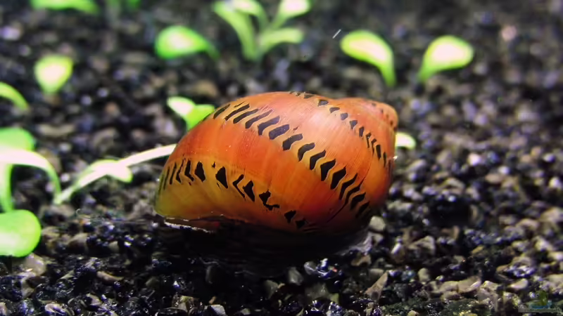 Schnegggi von Microsash (12)