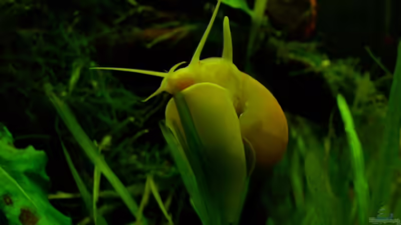 Schneggi von Sebastian W. (10)