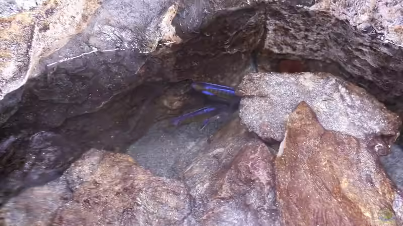 Schnell in die nächste Höhle! von DER YBBSTALER (21)