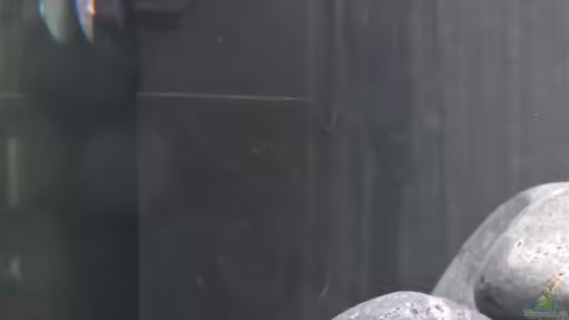 Schnellfilter von raho (6)