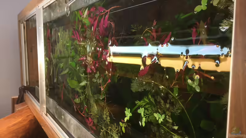 Schnipp schnapp von Ceylon (31)