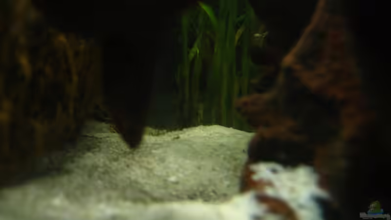 Schnippi lugt hinter der Wuzel hervor von Christian Friedrich (20)