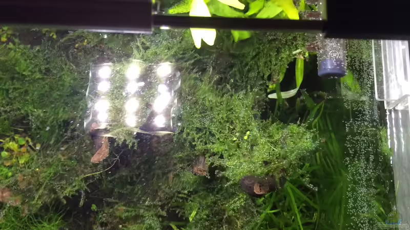 Schnitt von Ayahuasca (94)