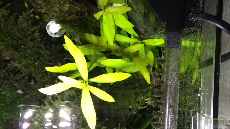 Schnitt von Ayahuasca (95)