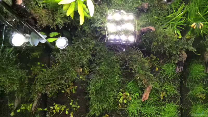 Schnitt von Ayahuasca (96)