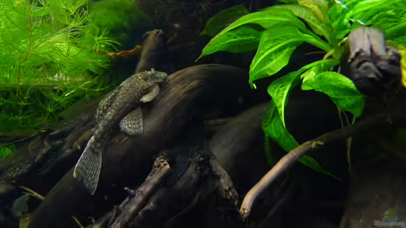 Schön anzusehen - Ancistrus auf Moorkien von Steffen S. (19)